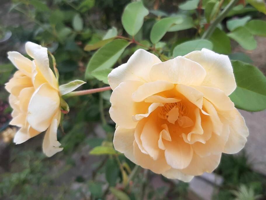 شقة Villino La Rosa Antica فلورنس المظهر الخارجي الصورة
